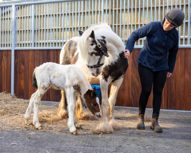 World Horse Welfare’s Norfolk Rescue and Rehoming Centre in Snetterton has not only welcomed its first foal of the year but the birth marks the first born to one of five pregnant mares that were rescued from being smuggled out of the UK and believed to be heading to a European slaughterhouse