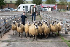 Arnold Douglas and Sam Douglas at the Alexander Gourley open air sheep show and sale at Aghanloo on Tuesday morning. Photo Clive Wasson