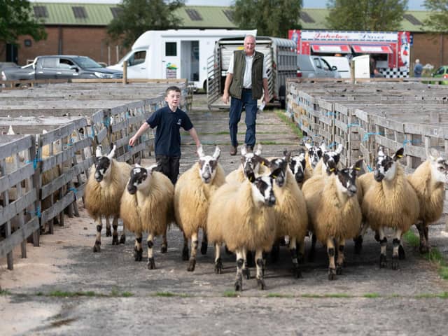 Arnold Douglas and Sam Douglas at the Alexander Gourley open air sheep show and sale at Aghanloo on Tuesday morning. Photo Clive Wasson