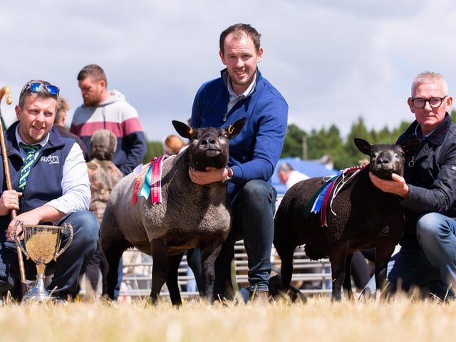 Allen Shortt and Aly Shortt are pictured with the Champion and Reserve alongside judge Matthew Burleigh at the Blue Texel NI National Show.