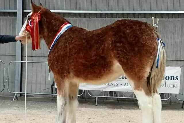 Overall Champion & Foal Champion – Macfin Highland Queen with owner Craig Hanna. (Pic: CLHBS)