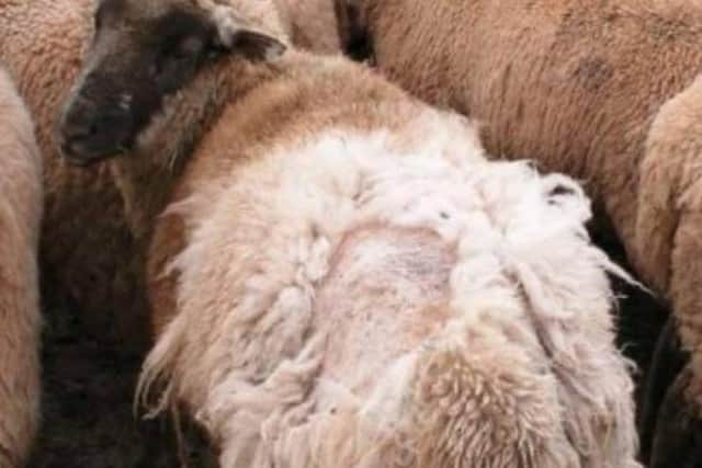Sheep scab is a highly contagious disease of sheep which has become a significant  burden for the NI sheep industry in recent years.