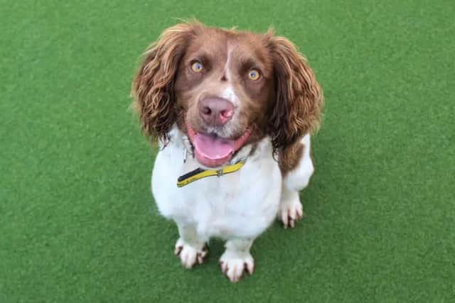 Sheila is a typical Springer Spaniel and her love for life is contagious. (Pic: Dogs Trust)