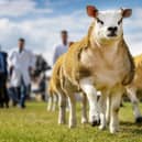Sheep entries sit at 2,089 this year.