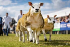Sheep entries sit at 2,089 this year.
