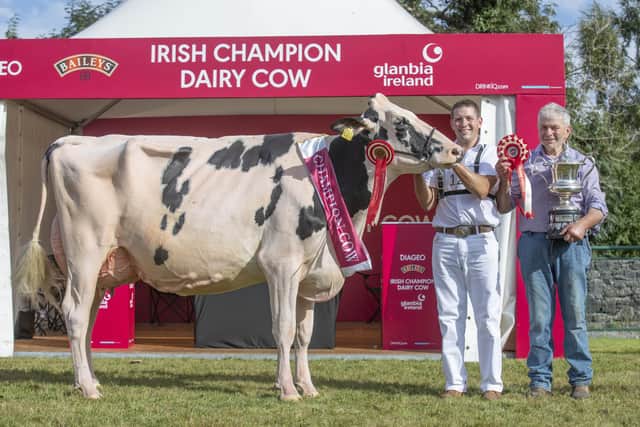 Sam & John McCormick from Co. Down who won the 2022 Diageo Baileys Champion Dairy Cow and are returning to the Virginia Showgrounds on 23 August to compete again. Pi: www.forphoto.ie