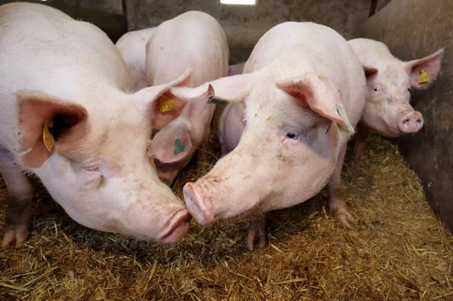 The current market for pork product in Northern Ireland (NI) remains stable. Picture: Cliff Donaldson