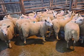 At the Downpatrick Mart sheep sale market held on Saturday, September 16, 2023, a Dromara farmer topped the middleweight category for a batch of fat lambs with lot 25, a 21.50kg at £92. Picture Downpatrick Mart