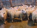 At the Downpatrick Mart sheep sale market held on Saturday, September 16, 2023, a Dromara farmer topped the middleweight category for a batch of fat lambs with lot 25, a 21.50kg at £92. Picture Downpatrick Mart