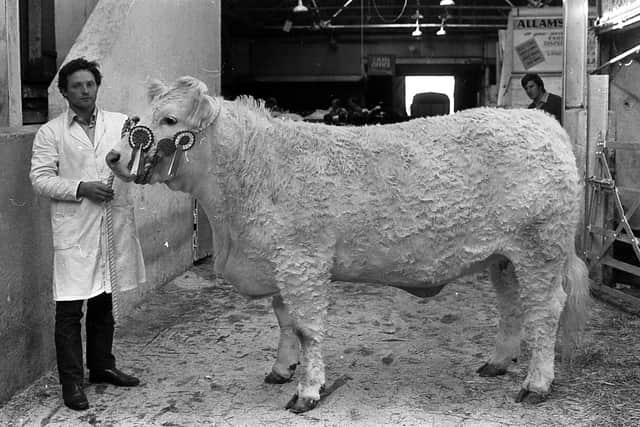 Stockman Mr Robert Hutchinson with the Charolais champion which won the inter-breed championships for Mr Wiley Kelly of Strabane at the Belfast Autumn Fair at Allam’s Mart, Belfast, in October 1982. Picture: Farming Life/News Letter archives