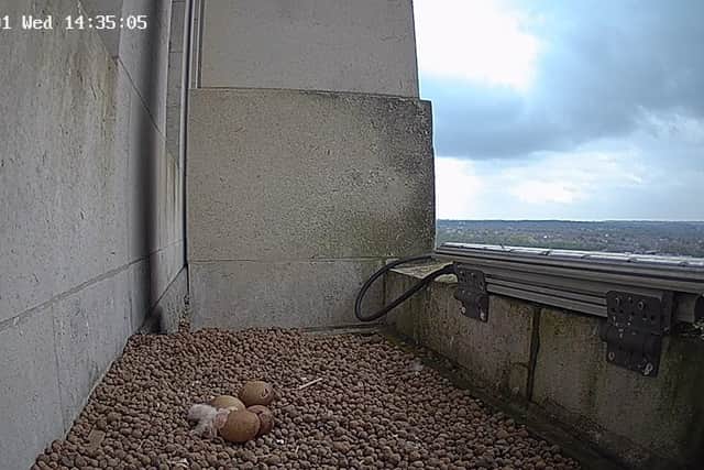 A tiny chick has hatched from one of four eggs laid by peregrine falcons nesting on the University of Leeds’ Parkinson Tower this week.