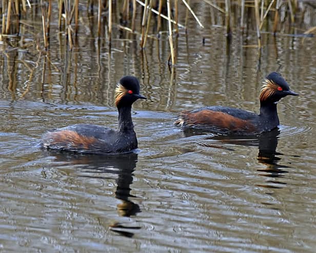 Black necked grebe Podiceps nigricollis, adult pair swimming, St Aidan's RSPB Nature Reserve, Yorkshire, March