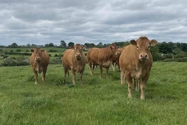 Payments commence for Year Two of the Beef Carbon Reduction Scheme.