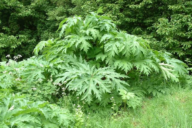 Deeply serrated and large leaves of giant hogweed.