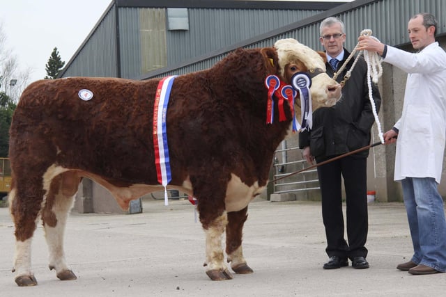 The supreme champion at the NI Simmental Club's spring show and sale was Ashland Boomerang which sold at 3,000gns. Frank Kelly, Tempo, was congratulated by sponsor John Henning, head of agricultural relations at Northern Bank. Picture: Julie Hazelton