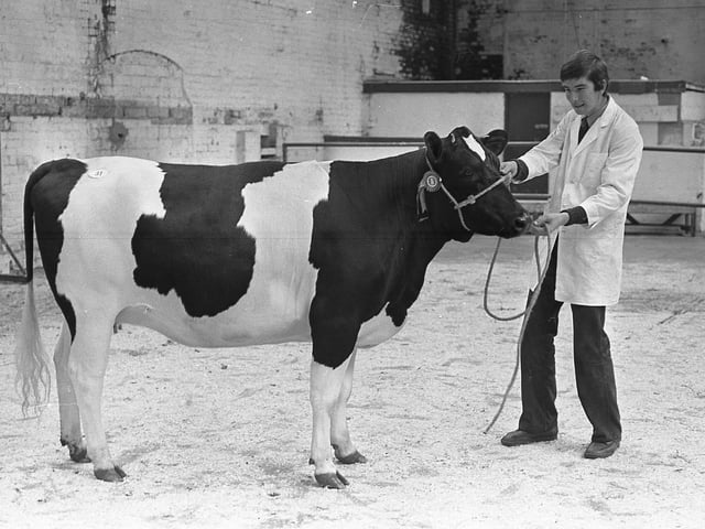 Alister Garrett from Millisle with the first prize Friesian heifer at the show and sale at Banbridge in September 1981. Picture: Farming Life/News Letter archives
