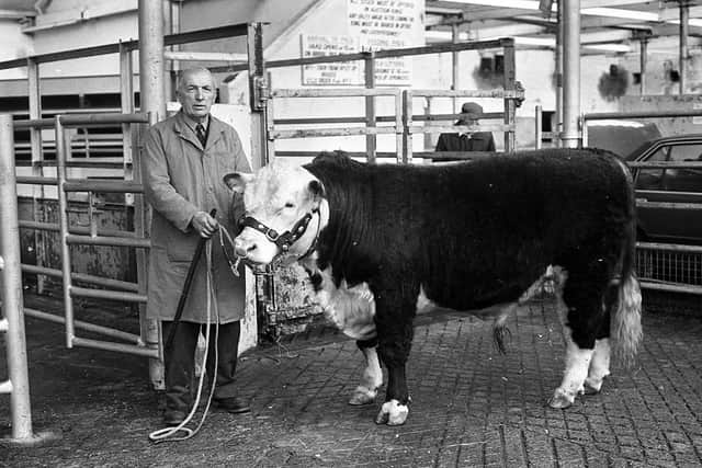 Sam Douglas of Dungannon with his Hereford champion bull at the multi-breed show and sale held at the Automart, Portadown, at the end of January 1983. Picture: Farming Life/News Letter archives