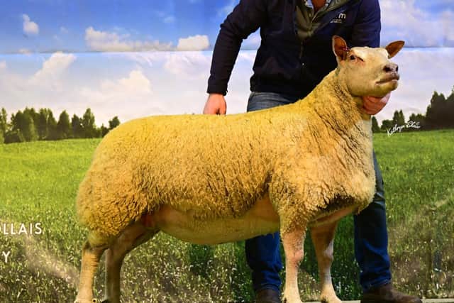 Leading the in-lamb shearling ewe offering at 2100gns were Kenny, Sheila and Geoffrey Malcomson with one from their Ringclare flock, selling across the water to Ben Radley, for his Dumfries-based Loaningfoot flock.  Pic: Kathryn Shaw