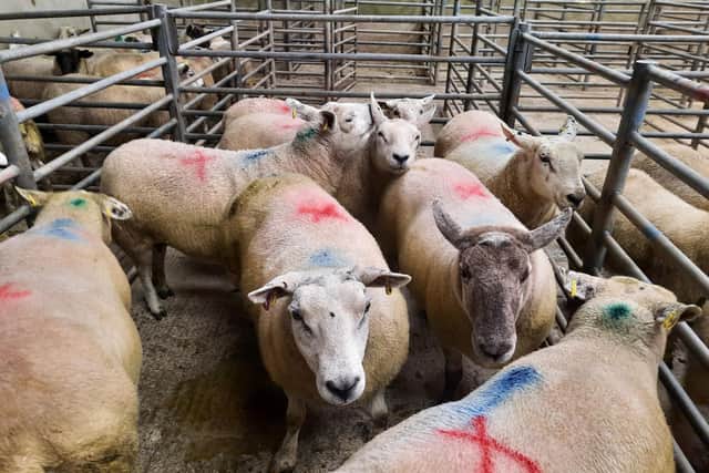 At the sheep sale which was held at Downpatrick on Saturday, September 9, 2023, a Killough farmer topped the batch of fat ewes category on the day with lot 103 at £162. Picture: Downpatrick Mart