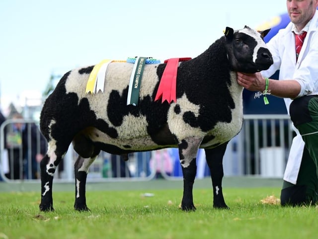 Chris Johnston will offer a number of ET lambs from his Johnstown flock including daughters of Saveock Expresso Martini who has bred exceptionally well to date