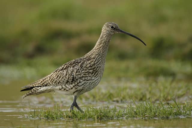 Eurasian Curlew. (Pic: Andy Hay)