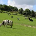 The high energy density of rumen-protected fat supplements makes them an ideal choice to sustain energy supply at grass where conditions can be unpredictable, according to Dr Richard Kirkland.