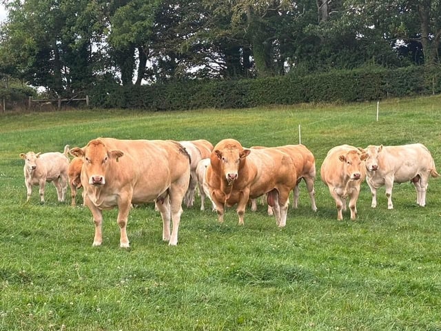 Small Herd Winner; Ballygowan Blondes. Included best stock bull Hallfield Titan.