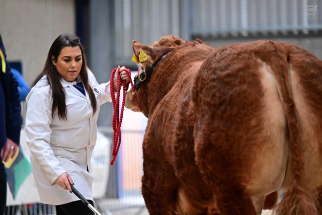 Shauna Killen, Crossgar, exhibiting a Limousin bull on behalf of Trevor Shields, Kilkeel. Picture: Alfie Shaw, Agri-Images