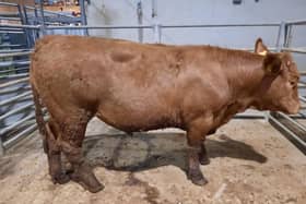 At the cattle sale held at Downpatrick Mart on Monday 6th May 2024, an Ardglass farmer topped the bullock category on the night with lot 306, a Limousin at 580kg which sold for £1560. Picture:  Downpatrick Mart