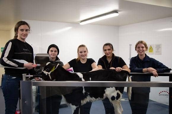 From left: Eliza Westbrook, Jess Tiley, Millie Hawe, Caitland Yates and Courteney Wilkinson with Bunny in the veterinary physiotherapy suite at Harper Adams