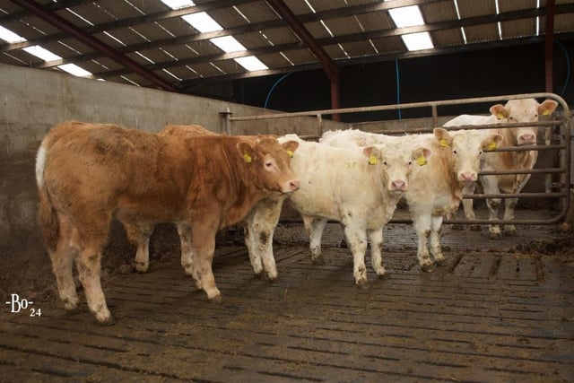 Top quality weanlings are sold for an average of £1420 for bull calves and £1310 for heifers.
