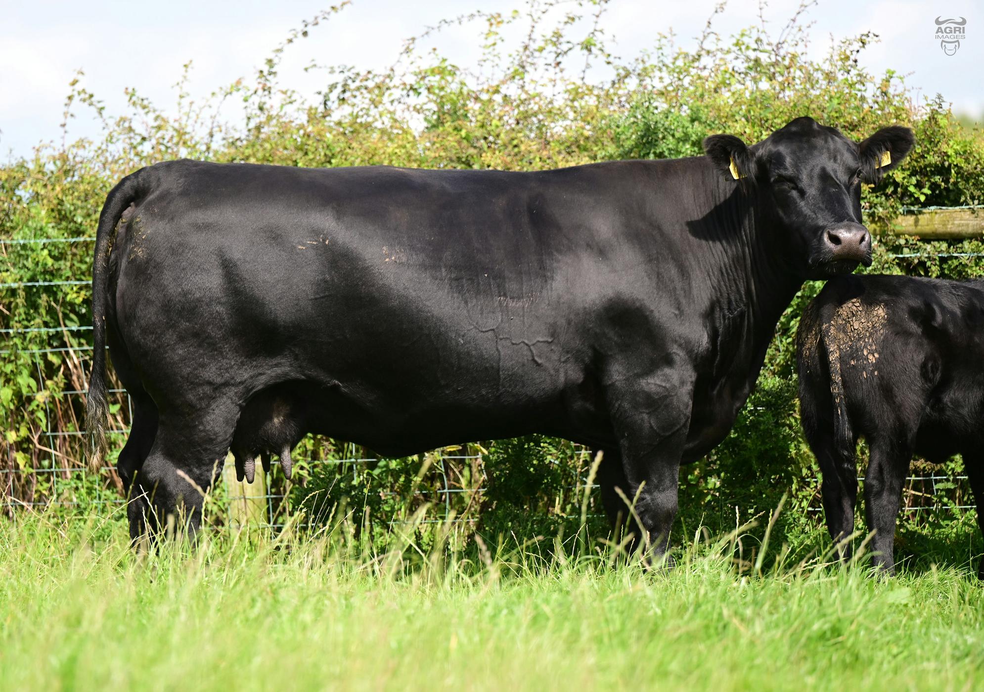 Island Farm Angus bows out in style