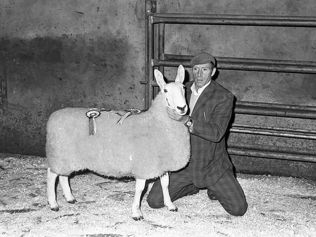 Victor Aiken from Dromara, Co Down, with the Border Leicester champion ewe at the show and sale at Ballyclare in September 1981. Picture: Farming Life archives