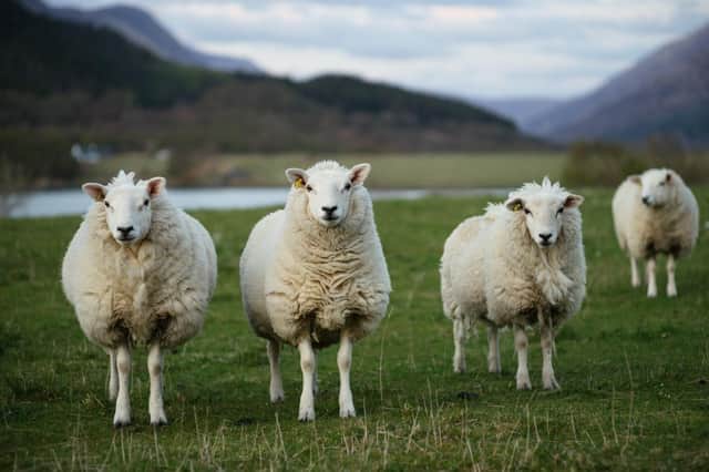A free event will present new research into breeding sheep for efficiency and resilience