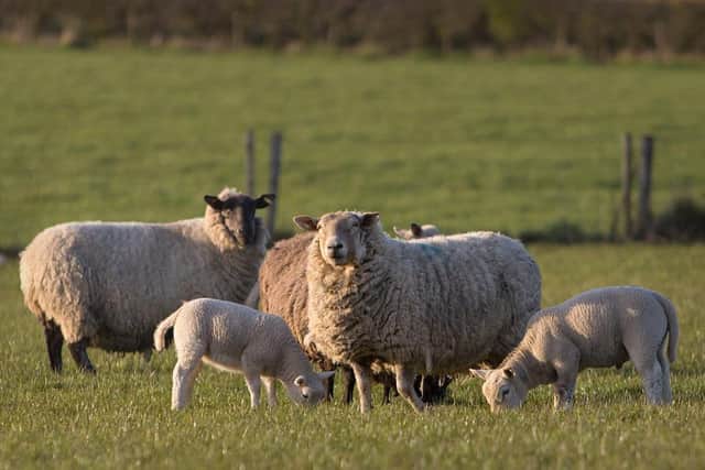 Pregnant woman need to exercise care at lambing time.