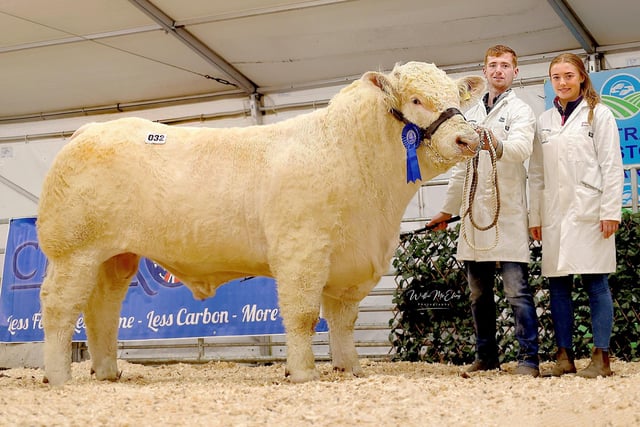 Hillview Tyler, 2nd in Class 5, sold for 4,200gns. Pic: William McElroy