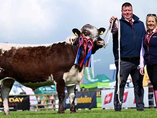 Overall Reserve Supreme Irish Moiled breed champion 'Curraghnakeely Sportsman 0633' exhibited by N & M Moilies (Nigel Edwards & Michelle McCauley
