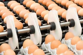 The three-day study tour will focus on the latest technologies being adopted for hatching and commercial egg production in the Netherlands. Pic: DAERA
