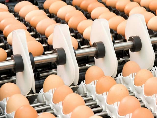 The three-day study tour will focus on the latest technologies being adopted for hatching and commercial egg production in the Netherlands. Pic: DAERA
