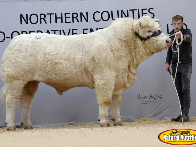 Stranagone Aone - 1st in class - Robert McWilliams - 7,800gns
