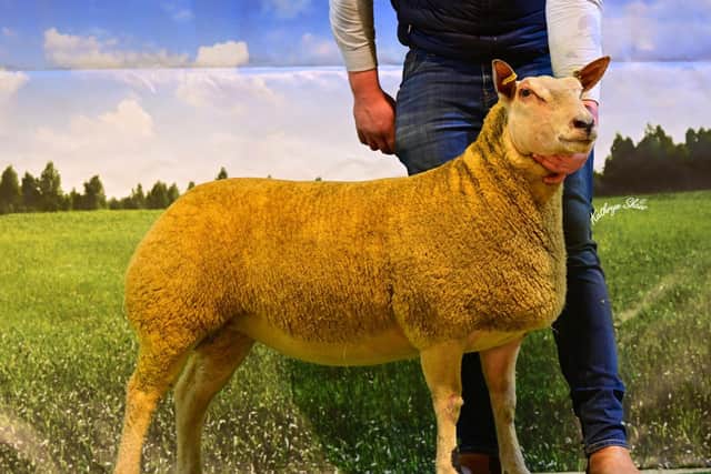 Second top price in the ewe lamb offering came from the Springhill pen of Graham Foster and sold for 1800gns, again to the Willow flock in the UK.