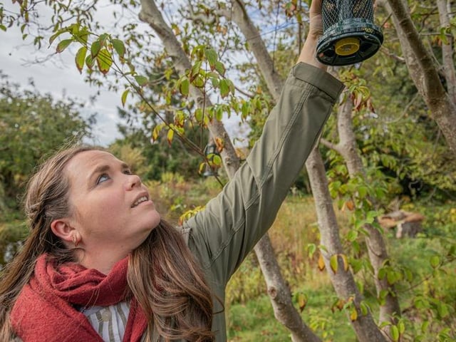 Hanging a bird feeder in advance of taking part in Big Garden Birdwatch, Sussex