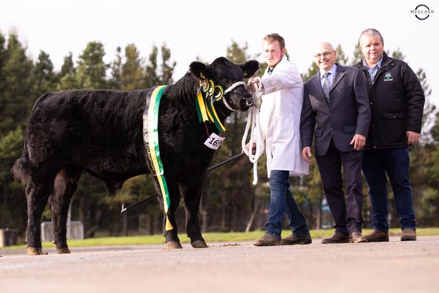 Reserve supreme champion at the NI Aberdeen Angus Club Calf Show was Drumhill Exchange Rate Z194 owned by Jonathan and Lisa Doyle, and shown by Callum Innes. Included are Scottish judge Brian Clarke; and George McWhirter, Certified Irish Angus Beef, sponsor. PIcture: David Porter, Mullagh Photography 