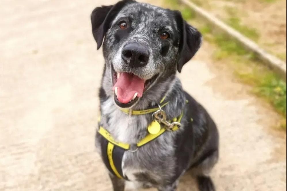 Cross Labrador Dogs Trust: Merle, a Labrador cross Australian Cattle dog, is waiting ...