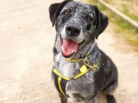 Merle is fully house trained and travels very well in the car and is now just waiting on his forever home. (Image: Dogs Trust)