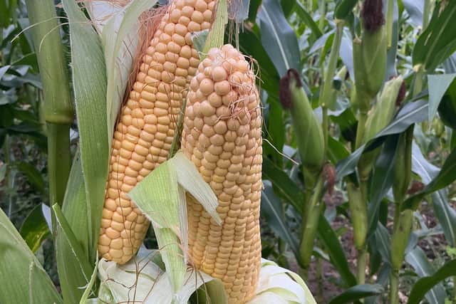 Bumper maize crops in prospect