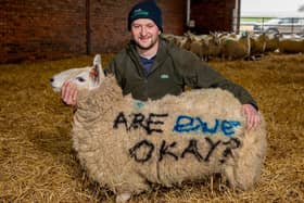 Fife farmer Ally Brunton, Vice-chair of SAYFC, pictured with #AreEweOK? lambing shed artwork. (Pic supplied by RSABI)