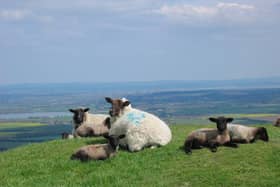 Around 600 ewes and their lambs have been monitored by SRUC. Pic: SRUC