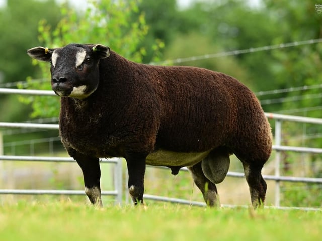 Little Whisker Easy Rider sire of progeny featuring in Springtime Sparklers Sale