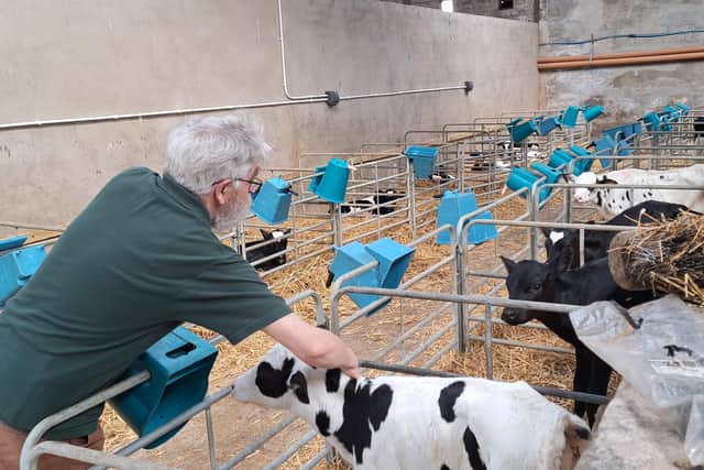 Terry checks up on the calves on the Wilson farm in Co Tyrone